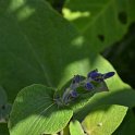 Salvia macrophylla